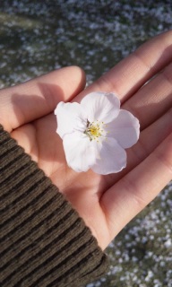 ������̂���